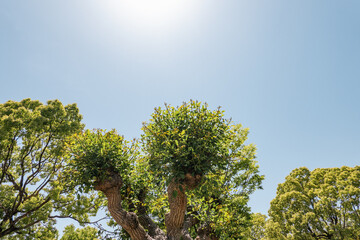 剪定された樹幹から芽吹く緑の樹冠