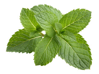 Fresh Green Mint Leaves Closeup Isolated on transparent background cutout, PNG file, Cutout file
