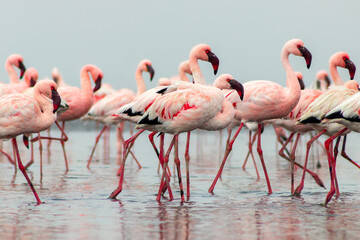 Group birds of pink african flamingos  walking around the blue lagoon on a sunny day
