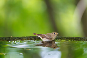泉で水浴びをする可愛いキビタキ（ヒタキ科）のペア
英名学名：Narcissus...