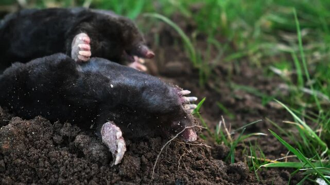 Mating of moles. Two moles mate on the surface of a dug-out pile. Breeding season. Talpa europaea side view close-up. An animal with black fur. Garden pest concept. High quality 4k footage.