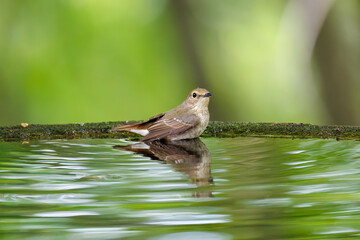 泉で水浴びをする可愛いキビタキ（ヒタキ科）のペア
英名学名：Narcissus Flycatcher (Ficedula narcissina) (family comprising the flycatchers)
秦野駅近くにある弘法山公園は、浅間山、権現山、弘法山を含む神奈川県立の自然公園。
山頂には野鳥の観察施設「バードサンクチュアリ」がある
神奈川県秦野市- 2025年
