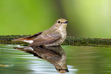 泉で水浴びをする可愛いキビタキ（ヒタキ科）のペア
英名学名：Narcissus Flycatcher (Ficedula narcissina) (family comprising the flycatchers)
秦野駅近くにある弘法山公園は、浅間山、権現山、弘法山を含む神奈川県立の自然公園。
山頂には野鳥の観察施設「バードサンクチュアリ」がある
神奈川県秦野市- 2025年
