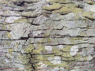 Close-up of Mossy Tree Bark Texture