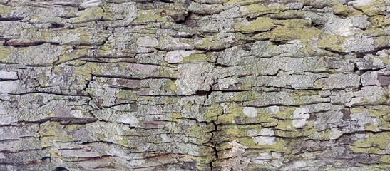 Close-up of Mossy Tree Bark Texture