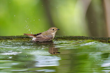 泉で水浴びをする可愛いキビタキ（ヒタキ科）のペア
英名学名：Narcissus Flycatcher (Ficedula narcissina) (family comprising the flycatchers)
秦野駅近くにある弘法山公園は、浅間山、権現山、弘法山を含む神奈川県立の自然公園。
山頂には野鳥の観察施設「バードサンクチュアリ」がある
神奈川県秦野市- 2025年
