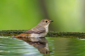 泉で水浴びをする可愛いキビタキ（ヒタキ科）のペア
英名学名：Narcissus Flycatcher (Ficedula narcissina) (family comprising the flycatchers)
秦野駅近くにある弘法山公園は、浅間山、権現山、弘法山を含む神奈川県立の自然公園。
山頂には野鳥の観察施設「バードサンクチュアリ」がある
神奈川県秦野市- 2025年
