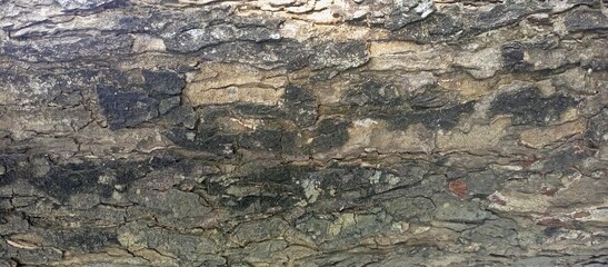 Detailed Close-up of Weathered Tree Bark Texture
