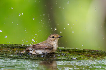 泉で水浴びをする可愛いキビタキ（ヒタキ科）のペア
英名学名：Narcissus...