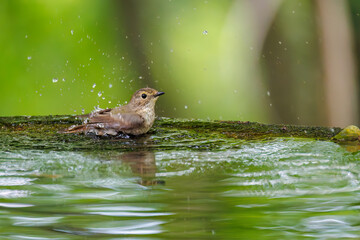 泉で水浴びをする可愛いキビタキ（ヒタキ科）のペア
英名学名：Narcissus...
