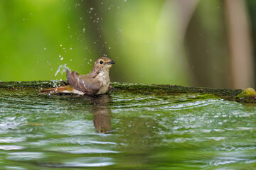 泉で水浴びをする可愛いキビタキ（ヒタキ科）のペア
英名学名：Narcissus Flycatcher (Ficedula narcissina) (family comprising the flycatchers)
秦野駅近くにある弘法山公園は、浅間山、権現山、弘法山を含む神奈川県立の自然公園。
山頂には野鳥の観察施設「バードサンクチュアリ」がある
神奈川県秦野市- 2025年
