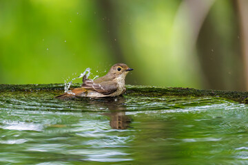 泉で水浴びをする可愛いキビタキ（ヒタキ科）のペア
英名学名：Narcissus Flycatcher (Ficedula narcissina) (family comprising the flycatchers)
秦野駅近くにある弘法山公園は、浅間山、権現山、弘法山を含む神奈川県立の自然公園。
山頂には野鳥の観察施設「バードサンクチュアリ」がある
神奈川県秦野市- 2025年
