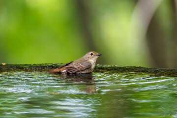 泉で水浴びをする可愛いキビタキ（ヒタキ科）のペア
英名学名：Narcissus...