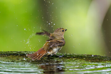 泉で水浴びをする可愛いキビタキ（ヒタキ科）のペア
英名学名：Narcissus...