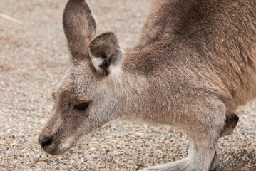 Kangaroo at the Ferndale Wildlife Park in Australia_20101216_04740.