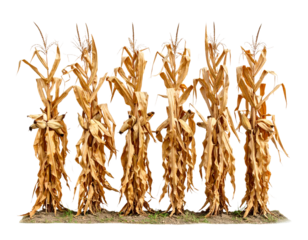 Six bundles of dried cornstalks tied together standing upright in a row.
