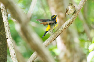 泉で水浴びをする可愛いキビタキ（ヒタキ科）のペア
英名学名：Narcissus Flycatcher (Ficedula narcissina) (family comprising the flycatchers)
秦野駅近くにある弘法山公園は、浅間山、権現山、弘法山を含む神奈川県立の自然公園。
山頂には野鳥の観察施設「バードサンクチュアリ」がある
神奈川県秦野市- 2025年
