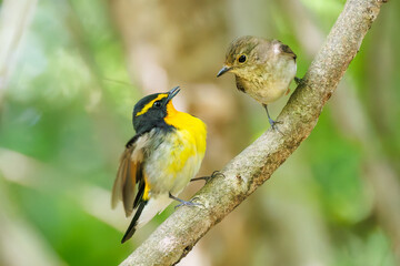 泉で水浴びをする可愛いキビタキ（ヒタキ科）のペア
英名学名：Narcissus...