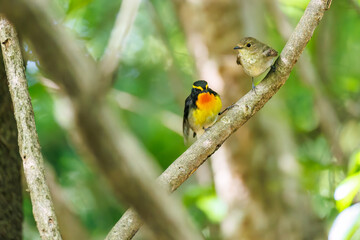 泉で水浴びをする可愛いキビタキ（ヒタキ科）のペア
英名学名：Narcissus Flycatcher (Ficedula narcissina) (family comprising the flycatchers)
秦野駅近くにある弘法山公園は、浅間山、権現山、弘法山を含む神奈川県立の自然公園。
山頂には野鳥の観察施設「バードサンクチュアリ」がある
神奈川県秦野市- 2025年
