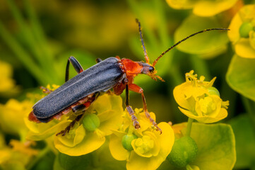 Macrophotography of a Soldier Beetle (Cantharis livida) in nature.