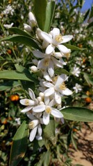 Close up of orange tree blossoms in full bloom in orchard on a sunny day vertical view