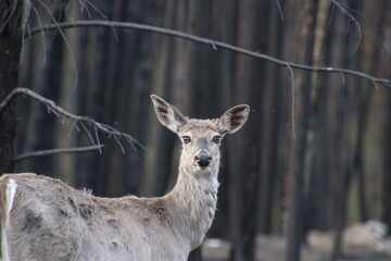 deer in the woods, Jasper National Park, Alberta