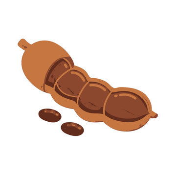 Illustration Of Brown Tamari Pod With Seeds