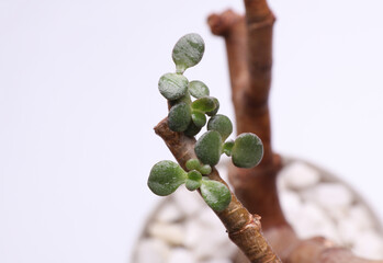 Crassula plant green leaves close-up on a branch