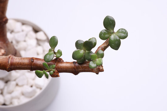 Crassula plant green leaves close-up on a branch