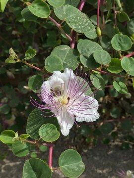 Beautiful white blooming flower. Exotic flower with white petals and vivid purple stamens. Very interresting gorgeous blossom. Kebere flower isolated. Gebre, Kapari flower close up.