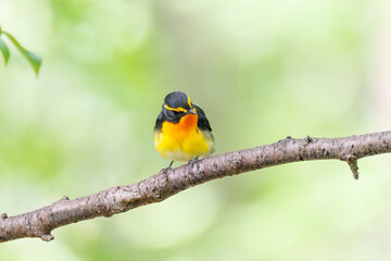 泉で水浴びをする可愛いキビタキ（ヒタキ科）のペア
英名学名：Narcissus Flycatcher (Ficedula narcissina) (family comprising the flycatchers)
秦野駅近くにある弘法山公園は、浅間山、権現山、弘法山を含む神奈川県立の自然公園。
山頂には野鳥の観察施設「バードサンクチュアリ」がある
神奈川県秦野市- 2025年
