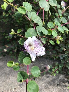 Beautiful white blooming flower. Exotic flower with white petals and vivid purple stamens. Very interresting gorgeous blossom. Kebere flower isolated. Gebre, Kapari flower close up.