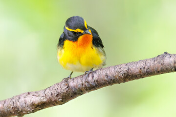泉で水浴びをする可愛いキビタキ（ヒタキ科）のペア
英名学名：Narcissus Flycatcher (Ficedula narcissina) (family comprising the flycatchers)
秦野駅近くにある弘法山公園は、浅間山、権現山、弘法山を含む神奈川県立の自然公園。
山頂には野鳥の観察施設「バードサンクチュアリ」がある
神奈川県秦野市- 2025年
