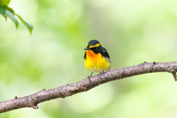 泉で水浴びをする可愛いキビタキ（ヒタキ科）のペア
英名学名：Narcissus Flycatcher (Ficedula narcissina) (family comprising the flycatchers)
秦野駅近くにある弘法山公園は、浅間山、権現山、弘法山を含む神奈川県立の自然公園。
山頂には野鳥の観察施設「バードサンクチュアリ」がある
神奈川県秦野市- 2025年
