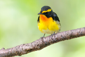 泉で水浴びをする可愛いキビタキ（ヒタキ科）のペア
英名学名：Narcissus Flycatcher (Ficedula narcissina) (family comprising the flycatchers)
秦野駅近くにある弘法山公園は、浅間山、権現山、弘法山を含む神奈川県立の自然公園。
山頂には野鳥の観察施設「バードサンクチュアリ」がある
神奈川県秦野市- 2025年
