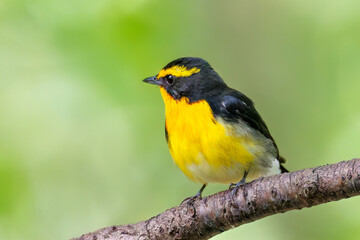 泉で水浴びをする可愛いキビタキ（ヒタキ科）のペア
英名学名：Narcissus Flycatcher (Ficedula narcissina) (family comprising the flycatchers)
秦野駅近くにある弘法山公園は、浅間山、権現山、弘法山を含む神奈川県立の自然公園。
山頂には野鳥の観察施設「バードサンクチュアリ」がある
神奈川県秦野市- 2025年
