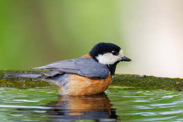 飛び出し飛翔する可愛いヤマガラ（シジュウカラ科）
水盤で水浴びをしている。
英名学名：Varied Tit (Sittiparus varius)
神奈川県秦野市- 2025年
varius)
