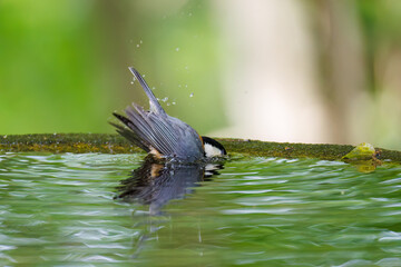 飛び出し飛翔する可愛いヤマガラ（シジュウカラ科）
水盤で水浴びをしている。
英名学名：Varied Tit (Sittiparus varius)
神奈川県秦野市- 2025年
varius)
