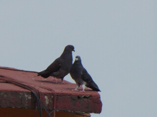 An adorable pair of passenger pigeons happily looking at each other.Una adorable pareja de  palomas  mensajeras  felizmente mirándose mutuamente. (19).