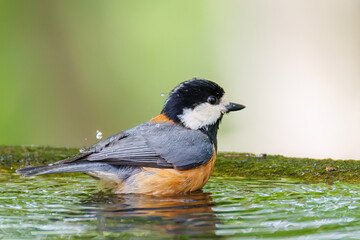 飛び出し飛翔する可愛いヤマガラ（シジュウカラ科）
水盤で水浴びをしている。
英名学名：Varied Tit (Sittiparus varius)
神奈川県秦野市- 2025年
varius)
