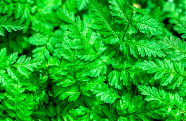Fresh background with green leaves close up