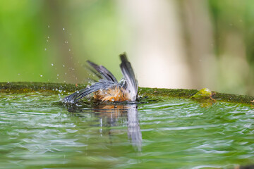 飛び出し飛翔する可愛いヤマガラ（シジュウカラ科）
水盤で水浴びをしている。
英名学名：Varied Tit (Sittiparus varius)
神奈川県秦野市- 2025年
varius)
