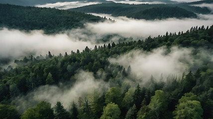 fog in the forest
