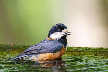 飛び出し飛翔する可愛いヤマガラ（シジュウカラ科）
水盤で水浴びをしている。
英名学名：Varied Tit (Sittiparus varius)
神奈川県秦野市- 2025年
varius)
