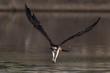 The beautiful flight characteristics of Osprey in Thailand.