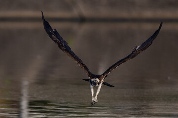 The beautiful flight characteristics of Osprey in Thailand.