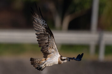 The beautiful flight characteristics of Osprey in Thailand.