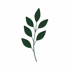 Fototapeta premium Minimalist, dark green leafy branch on a crisp white backdrop. Simple, elegant