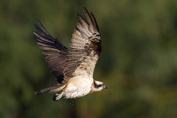 The beautiful flight characteristics of Osprey in Thailand.