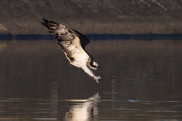 The beautiful flight characteristics of Osprey in Thailand.